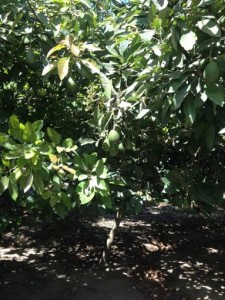 Avocados ripening on the branch, ready to harvest in about a month.