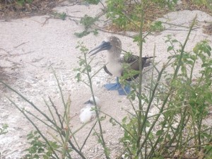 Blue-footed booby babysitting fluffy child