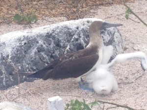 Hungry, hungry baby blue-footed booby