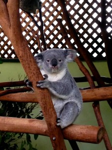 This koala ready for her close up