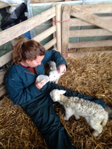 Lunch times for little lambies!