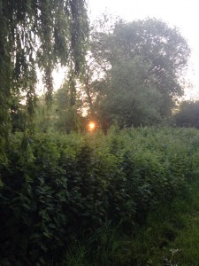 First glimpse of the sun through the trees