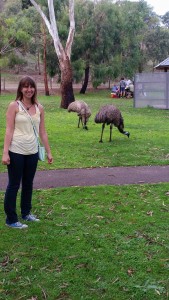 Emus in Warnambool