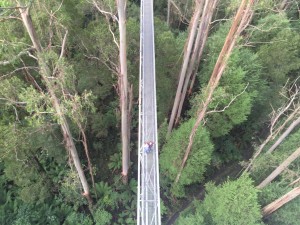 The canopy tour platform from the highest tower